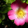 Rosa Mosqueta Creme 100g - Bellaphytus