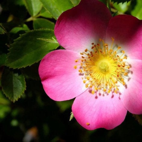 Rosa Mosqueta Creme 100g - Bellaphytus