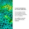 Shampoo Anticaspa Vichy Dercos Dermatológico Cabelos Secos 125ml Shampoo Anticaspa Vichy Dercos Dermatológico Cabelos Secos 125ml
